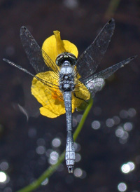 Elfin Skimmer